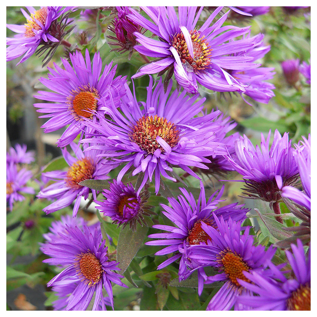 Purple Aster Novae-Angliae Seeds for Planting – Organic, Heirloom, Non-GMO Flower Seeds | Neera Seeds product photo [neera-v4-847a7386038ce5a5cd3e]