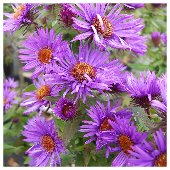 Purple Aster Novae-Angliae Seeds for Planting – Organic, Heirloom, Non-GMO Flower Seeds | Neera Seeds product photo [neera-v4-847a7386038ce5a5cd3e]