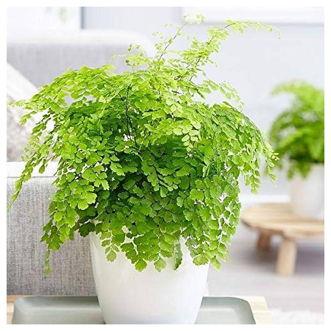 Maidenhair Fern Adiantum Spp Planting Home Garden And Flower Bed Flower Seeds Home | Neera Seeds product photo [neera-v4-8487bf34b70b57d86a89]