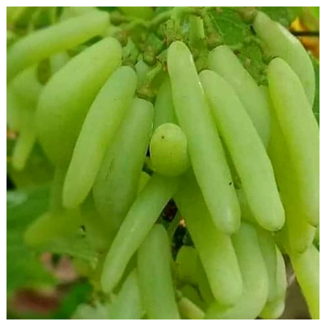 Moon Drop Green Seedless Grapes Fruit Seeds for Planting – Heirloom Non-GMO High Germination Organic Seeds | Neera Seeds product photo [neera-v4-849450f265de9b9f68fd]