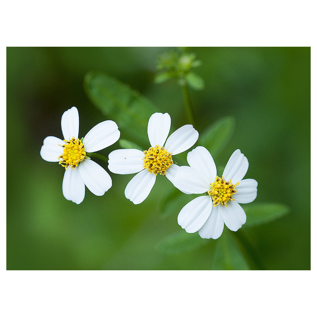Spanish Needles Flower Seeds for Planting – Heirloom, Non-GMO, High Germination Organic Garden Seeds | Neera Seeds product photo [neera-v4-8498d9f97533840ae538]