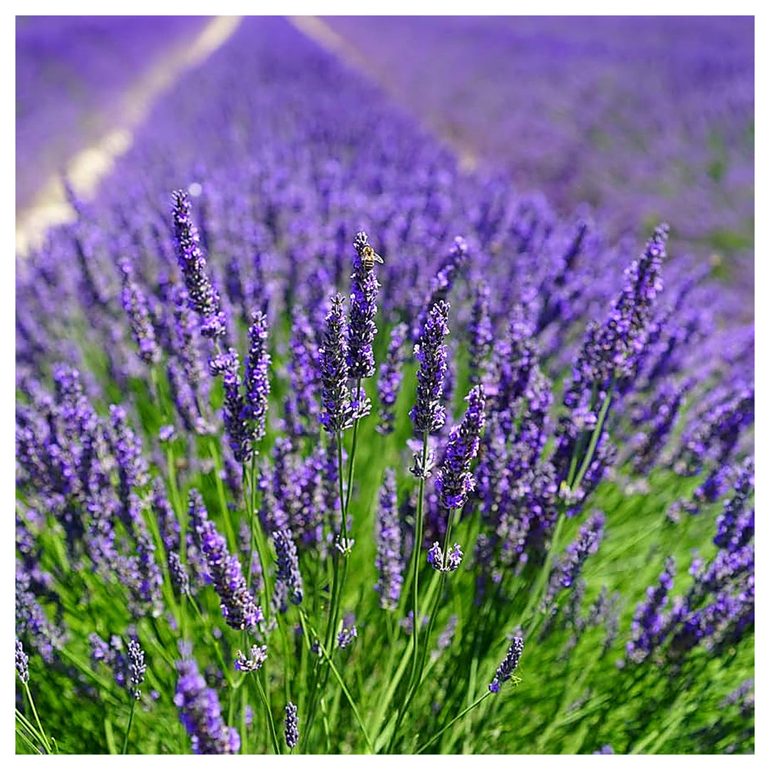 Lavender Hidcote Lavandula Angustifolia For Planting In Herb Garden Flower Seeds for Home Garden | Neera Seeds product photo [neera-v4-849cb393377214f31e8e]