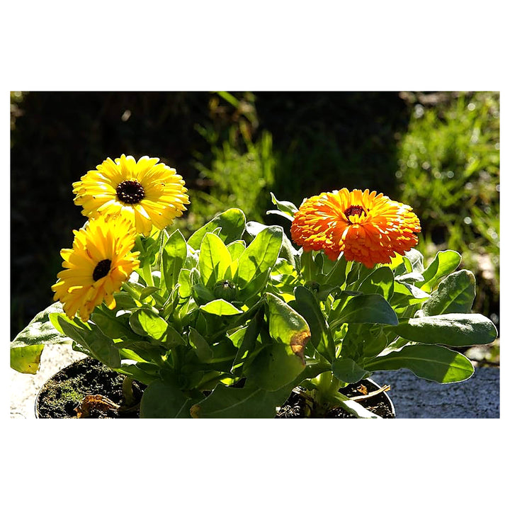 Calendula Fiesta Gitana Mixed Kitchen Garden Flower Seeds Home Garden Planting, Lush | Neera Seeds product photo [neera-v4-84b3930d1c03c2780854]