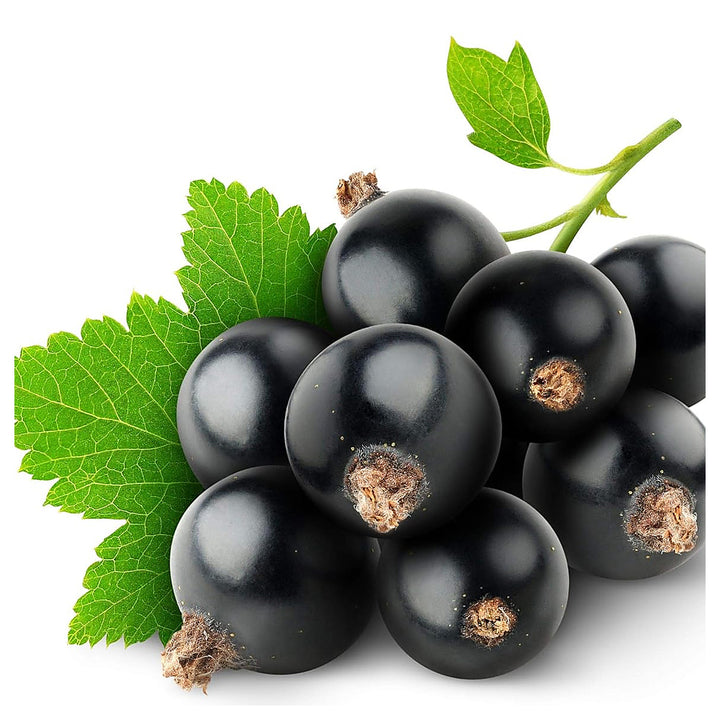 Grosella Negra (Black Currant) Fruit Seeds – Organic &amp; High Germination | Neera Seeds product photo [neera-v4-84b7c08c6cc3d5347cc1]
