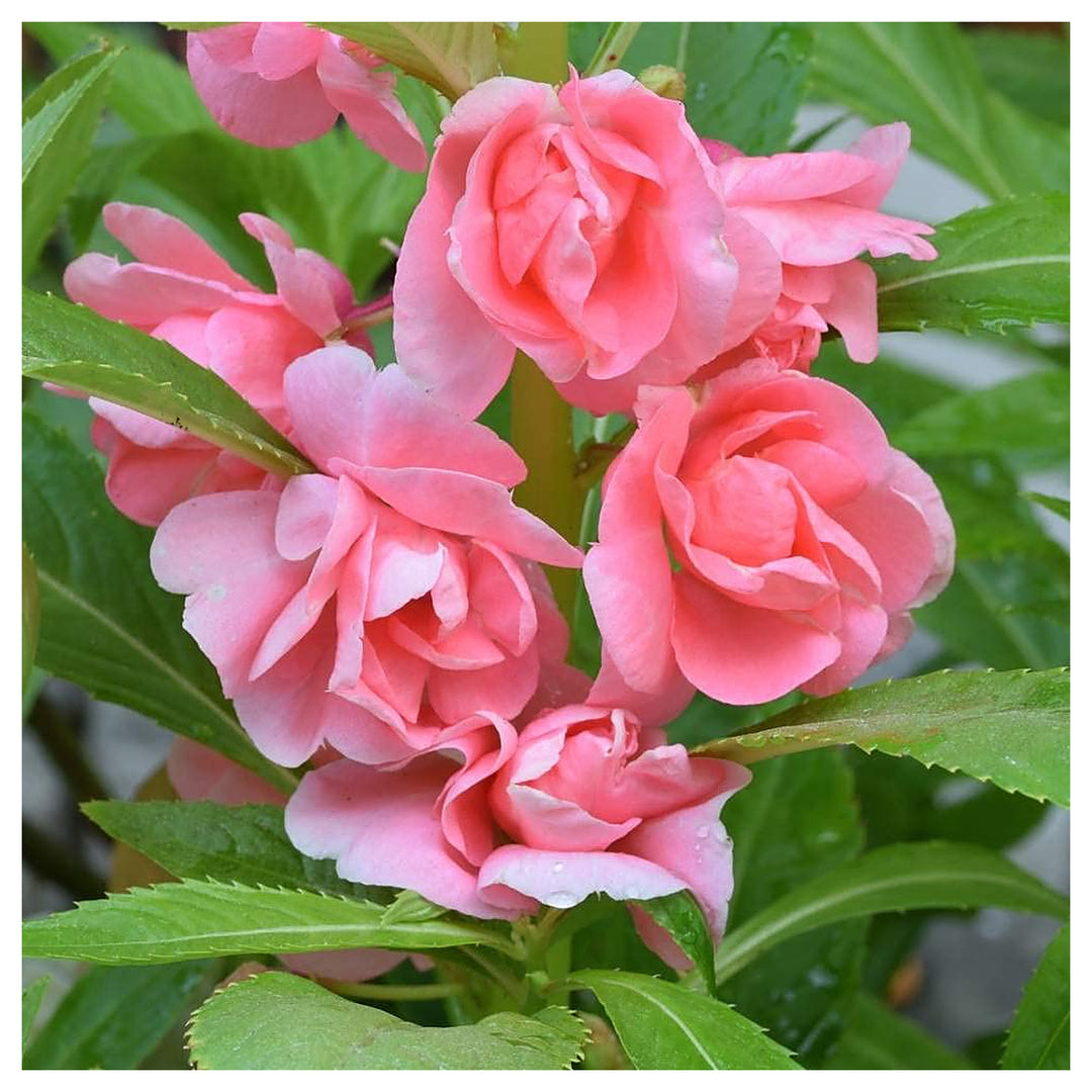 Heirloom Peach Balsam Flower Seeds – Non-GMO, High Germination Organic Garden Seeds for Planting Colorful Annual Bl | Neera Seeds product photo [neera-v4-84d89971b9c04ae1301c]