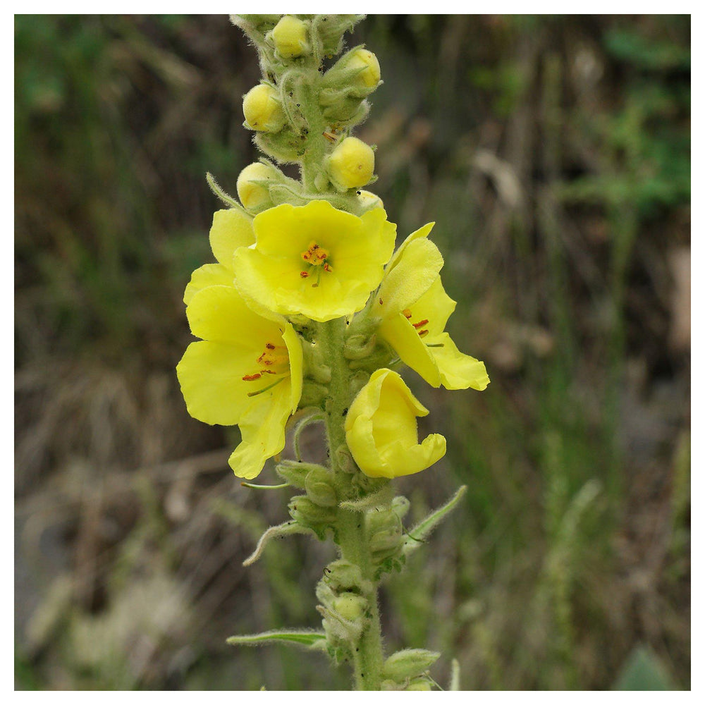 Yellow Mullein Flower Seeds for Planting – Heirloom, Non-GMO, High Germination Garden Seeds | Neera Seeds product photo [neera-v4-84f5316645f036ff612e]