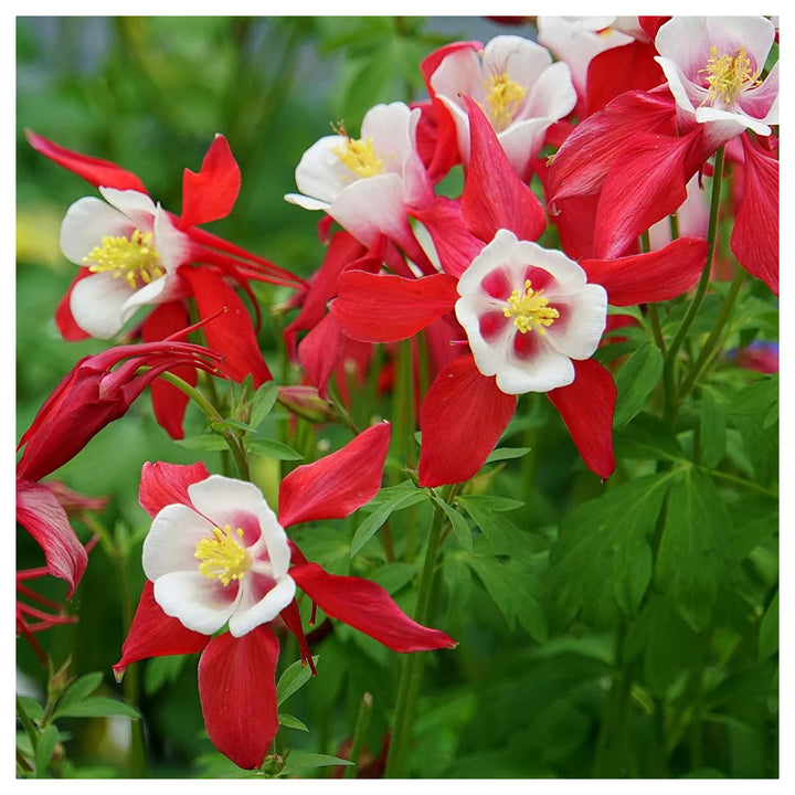 Heirloom Non-GMO Columbine Flower Seeds for Planting – Colorful Perennial Wildflower Blooms | Neera Seeds product photo [neera-v4-8509c6677ecce14cbcde]