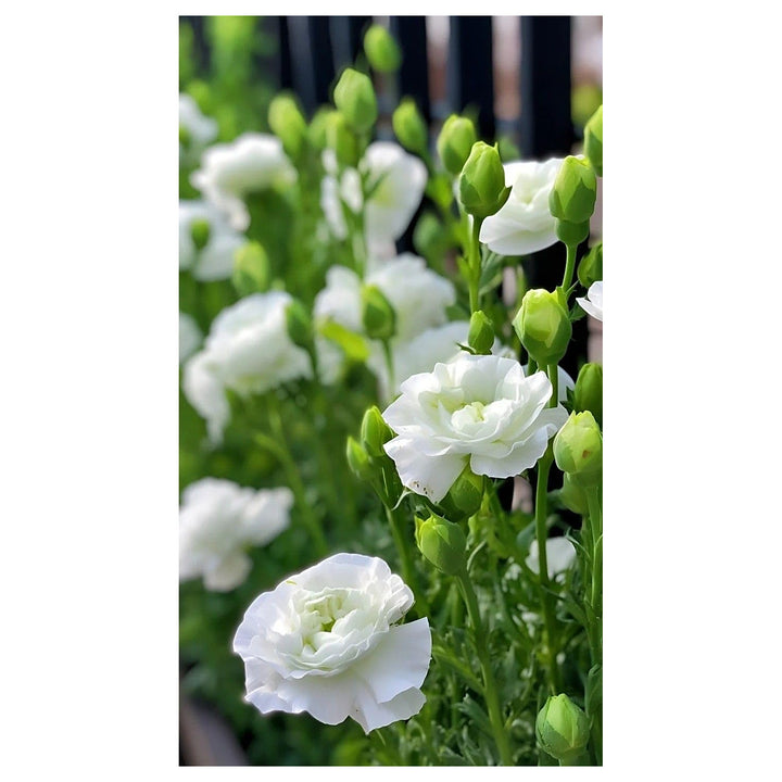 Green Eustoma Lisianthus Flower Seeds for Planting – Heirloom, Non-GMO, High Germination Organic Garden Seeds | Neera Seeds product photo [neera-v4-851074d479c0c95b28e0]