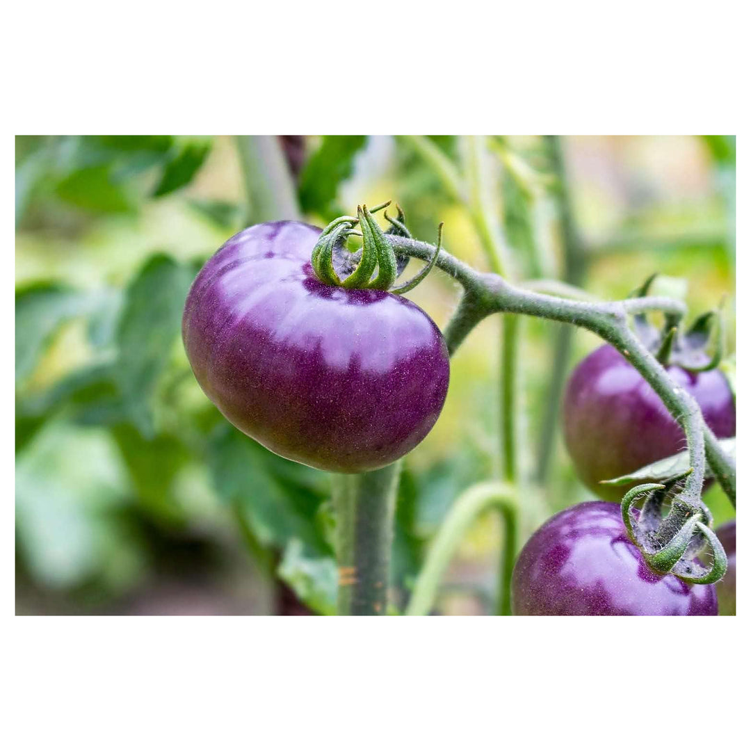 Heirloom Indigo Rose Tomato Vegetable Seeds for Planting – Non-GMO, High Germination Organic Garden Seeds | Neera Seeds product photo [neera-v4-8514335faaf52a5fdfbe]