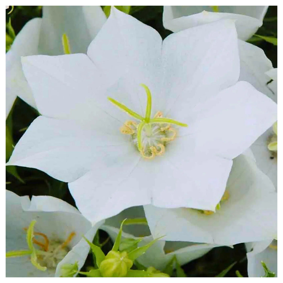White Bellflower Campanula Carpatica Flower For Planting Compact Variety For Garden Borders | Neera Seeds product photo [neera-v4-8531d962923523cde458]