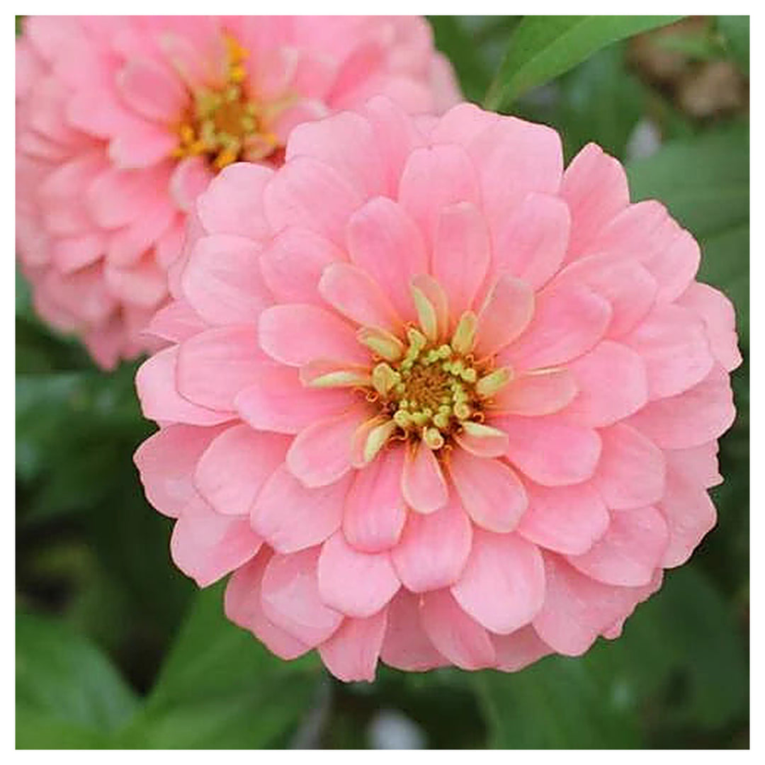Heirloom Pastel Mix Zinnia Flower Seeds for Planting – Bright, Vibrant Blooms for Your Garden | Neera Seeds product photo [neera-v4-8543fc7ea6821b012052]