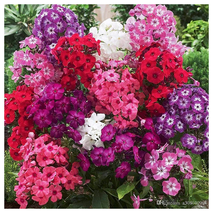 Cherry Caramel Phlox Flower For Planting Flower Seeds for Home Garden Planting, Premium Organic | Neera Seeds product photo [neera-v4-855ccda77fb803c9dde9]