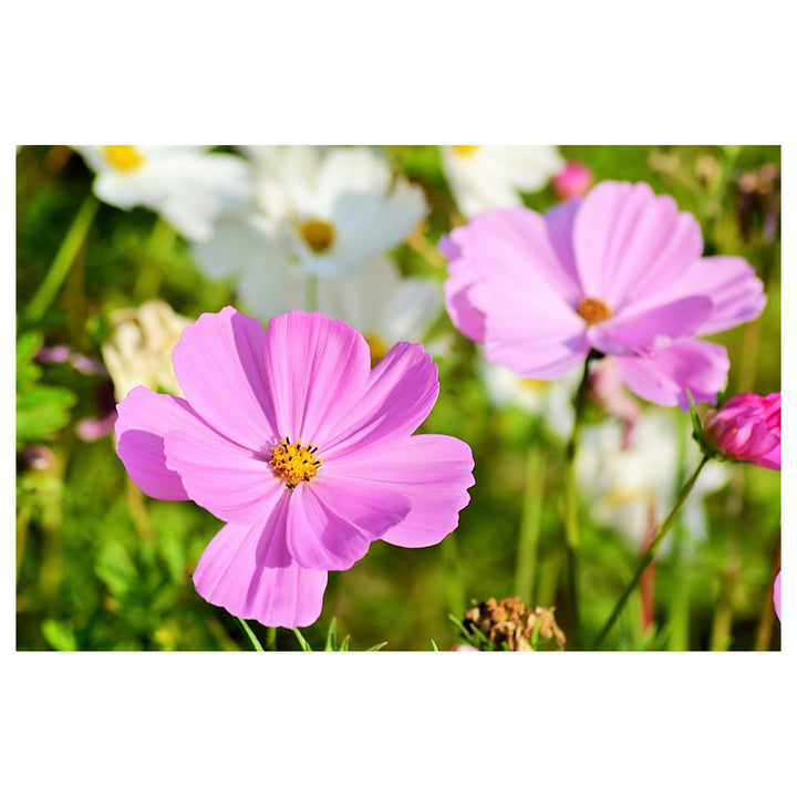 Pink Yellow Leucanthemum Seeds for Planting – Heirloom, Non-GMO, High Germination Vibrant Garden Blooms | Neera Seeds product photo [neera-v4-85652a699580e188bfea]