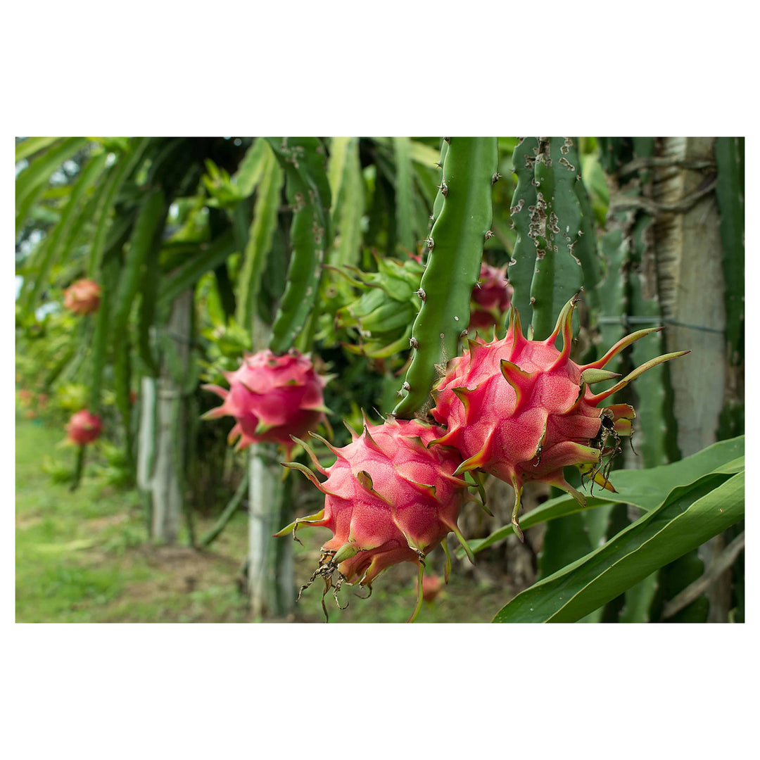 Dragon Cactus Fruit Seeds for Planting – Grow Colorful Fruits at Home, Heirloom & Non-GMO, High Germination Seeds | Neera Seeds product photo [neera-v4-857615360b93489d3492]