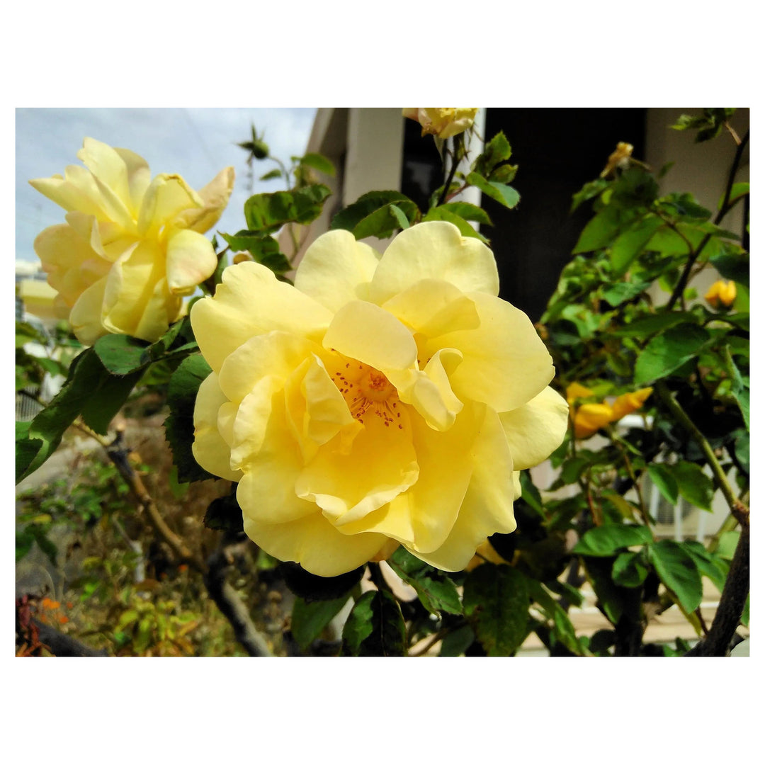 Heirloom Non-GMO Yellow Xanthina Flower Seeds for Planting – Bright Summer Blooms for Garden Landscapes | Neera Seeds product photo [neera-v4-85825de25de72ab32e68]