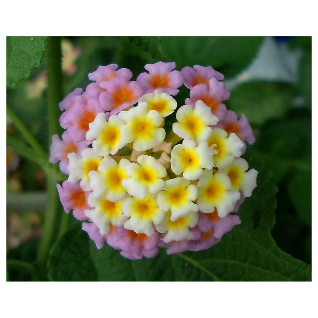 Heirloom Non-GMO Lantana Camara Flower Seeds for Planting – Colorful Drought-Tolerant Garden Blooms | Neera Seeds product photo [neera-v4-8586f7a27467bb0032df]