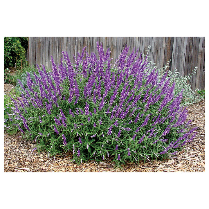 Lavender Barbara Flower Seeds – Heirloom, Non-GMO Seeds for Planting Fragrant Garden Blooms | Neera Seeds product photo [neera-v4-859b569151ef3895e52f]