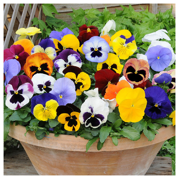 Pansy Viola Tricolor Mini Flower For Planting Perfect For Edging Container Gardens Flower Seeds | Neera Seeds product photo [neera-v4-859f6ce879a10bc793c0]