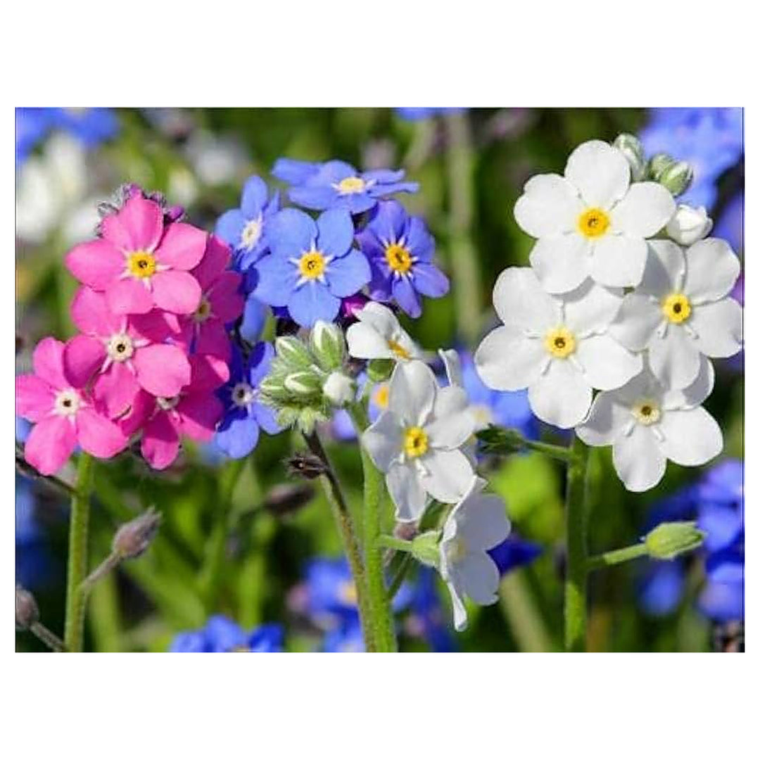 Heirloom Purple Nezabudka Flower Seeds for Planting | Non-GMO Organic Garden Seeds | Charming Blooms, High Germinat | Neera Seeds product photo [neera-v4-85aaa013606f20275889]