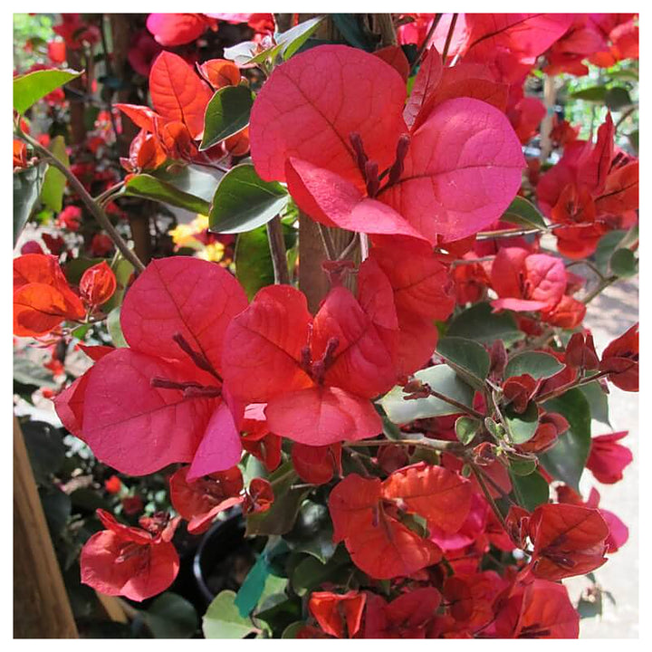 San Diego Red Bougainvillea Flower Seeds – Perennial, Heirloom, Non-GMO, High Germination Organic Garden Seeds for  | Neera Seeds product photo [neera-v4-85b1479c8481ec11a4a7]
