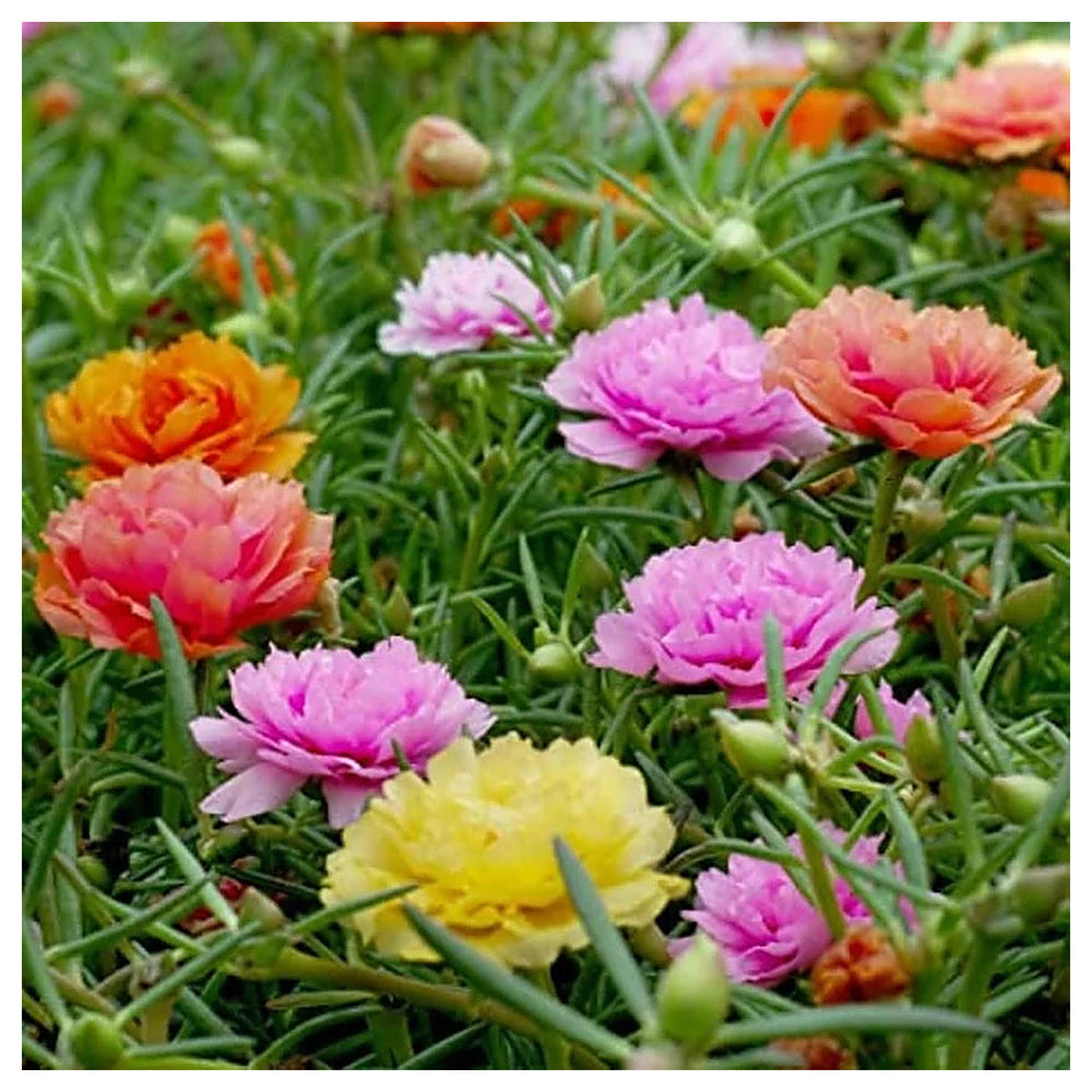 Portulaca Flower Seeds – Heirloom Non-GMO Sun-Loving Blooms for Colorful Garden Planting | Neera Seeds product photo [neera-v4-85bc0213fdba26ae0cd1]