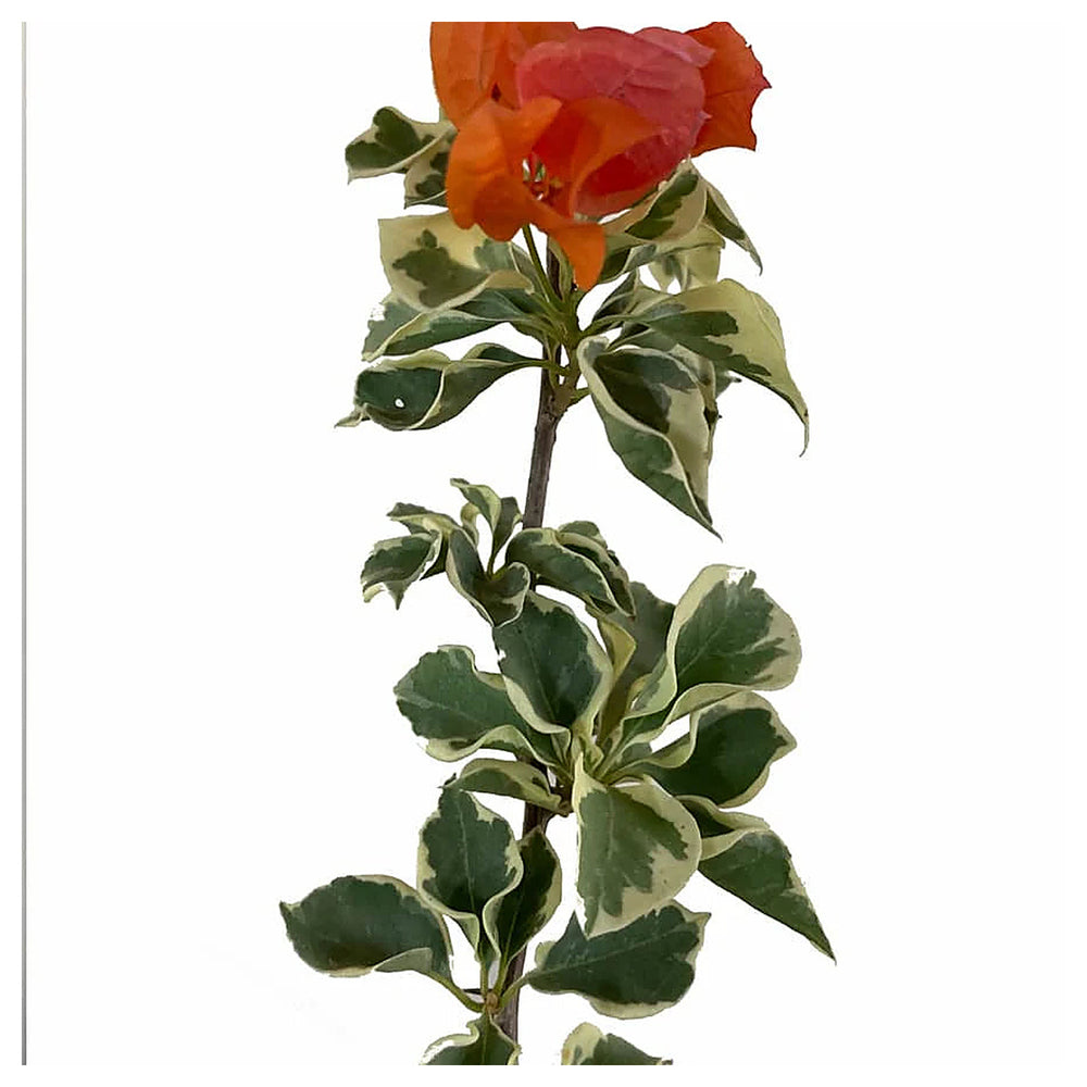 Bougainvillea Orange Ice Flower Seeds for Planting - Heirloom and Non-GMO Garden Seeds | Neera Seeds product photo [neera-v4-85bdd56f1d4bf56d1dd9]