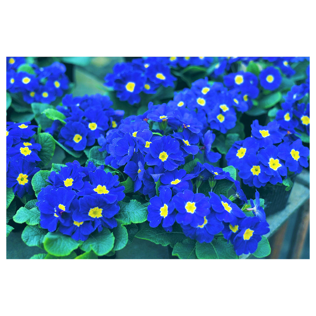 Heirloom Non-GMO Blue Yellow Primrose Flower Seeds for Garden Planting – Early Blooming Beauties | Neera Seeds product photo [neera-v4-85cb841466df3dcd041d]