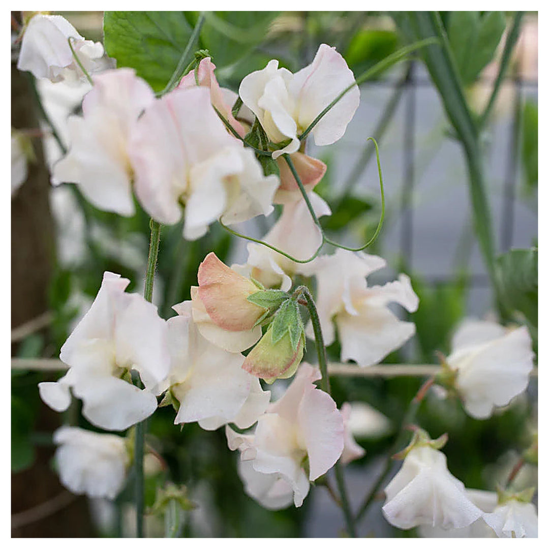 Sweet Pea 'Piggy Sue' Flower Seeds – Heirloom, Non-GMO, High Germination Fragrant Blooms for Garden Planting | Neera Seeds product photo [neera-v4-85ff74c308cfe392b490]