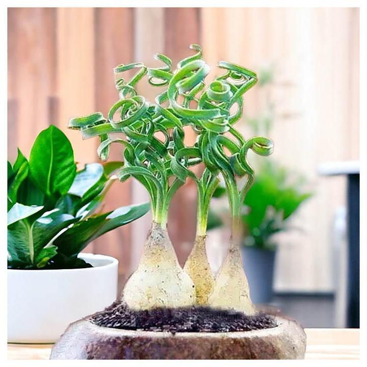 Organic Heirloom Non-GMO Spiralis Seeds for Planting – Fresh Vibrant Ornamental Plants | Neera Seeds product photo [neera-v4-860aae4694d99b74a7d6]