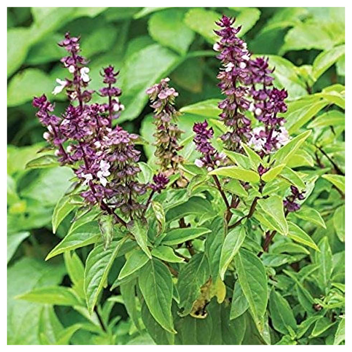 Sweet Basil Herb Seeds for Planting – Heirloom &amp; Non-GMO Essential for Culinary &amp; Medicinal Gardens | Neera Seeds product photo [neera-v4-860f5dc17caa5500e958]