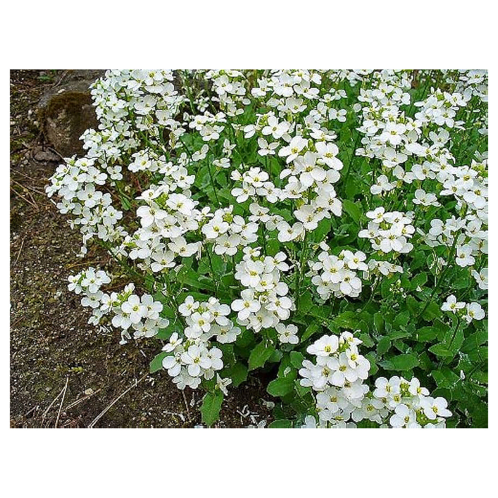 White Aubrieta Cultorum Heirloom Non-GMO Seeds for Planting – High Germination Organic Garden Seeds for Ground Cove | Neera Seeds product photo [neera-v4-8626d37d89b572d64a3f]