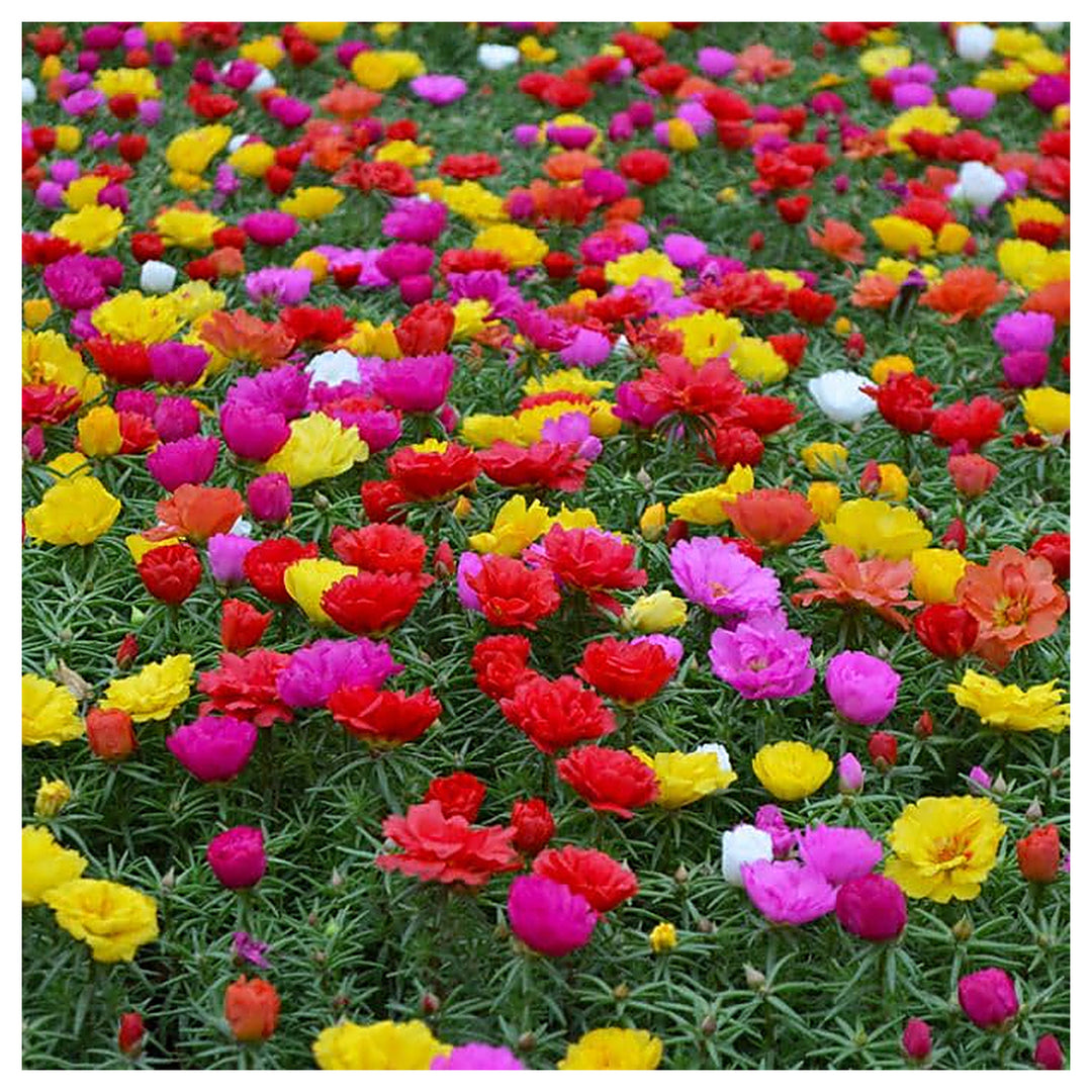 Mixed Portulaca Rose Flower Plant Seeds for Planting - Heirloom Non-GMO High Germination Organic Garden Seeds | Neera Seeds product photo [neera-v4-863af7904c6614c28cad]