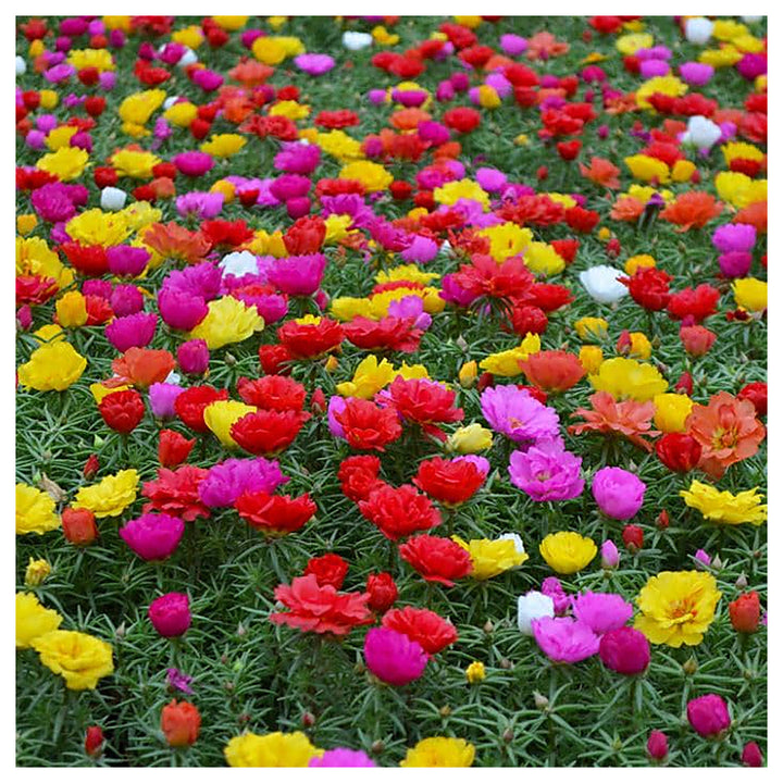 Mixed Portulaca Rose Flower Plant Seeds for Planting - Heirloom Non-GMO High Germination Organic Garden Seeds | Neera Seeds product photo [neera-v4-863af7904c6614c28cad]