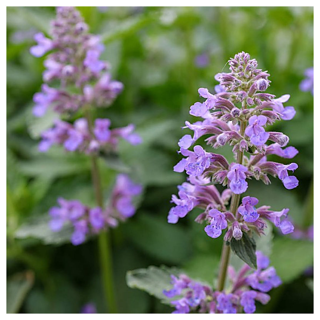 Heirloom Non-GMO Purple Catmint Flower Seeds for Planting – Fragrant Blooming Flower Seeds | Neera Seeds product photo [neera-v4-863c0a3d46b3ea5ddcf3]