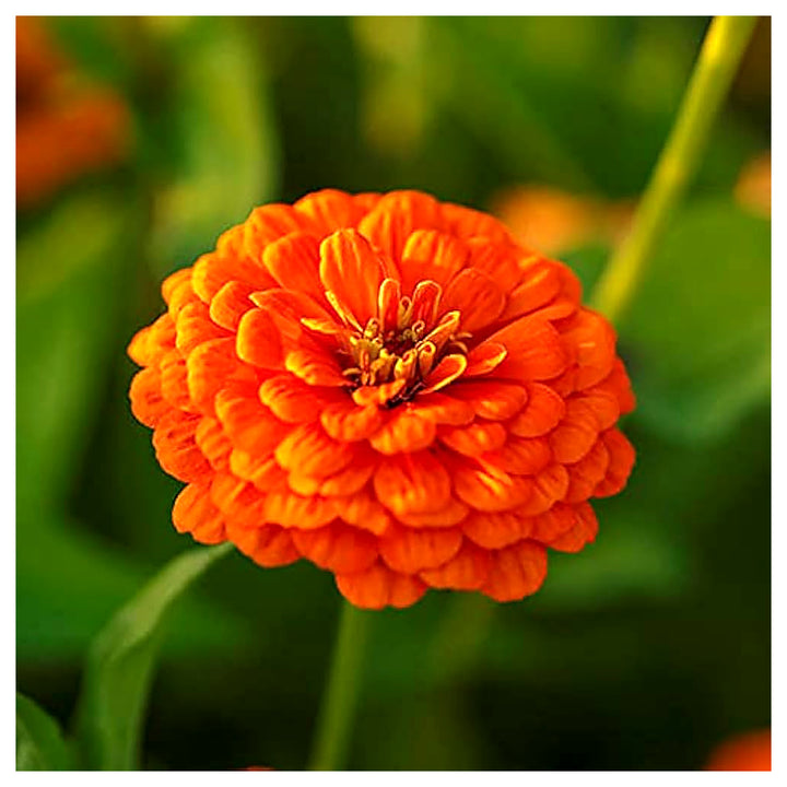 Zinnia Double Zahara Orange Bright Flower Seeds for Planting – Heirloom, Non-GMO, High Germination Garden Blooms | Neera Seeds product photo [neera-v4-86481f47f4fe8c62d6b9]