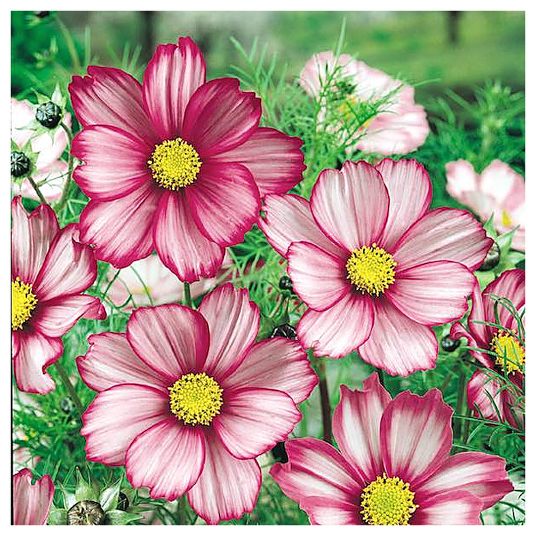 Candy Stripe Cosmos Flower Seeds for Planting – Heirloom, Non-GMO Seeds, High Germination, Vibrant Blooms | Neera Seeds product photo [neera-v4-86623f72f05f1d6c196d]