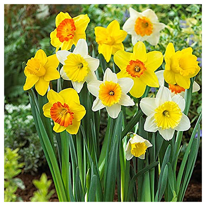 Daffodil Trumpet Flower Seeds – Heirloom, Non-GMO, High Germination Organic Garden Seeds for Planting | Neera Seeds product photo [neera-v4-86697ffd4e4171e6ca38]