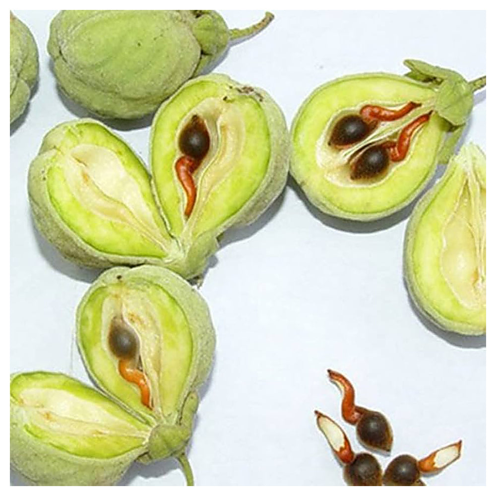 Organic Agarwood (Aquilaria) Seeds for Planting – Rare, Aromatic Tree Seeds for Growing | Neera Seeds product photo [neera-v4-866fb6b9a7d9f8e11fec]