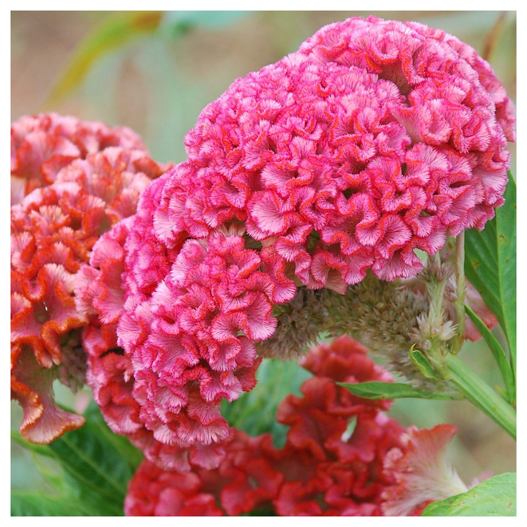 Cristata Flower Seeds – Heirloom Non-GMO Celosia Blooms for Colorful Garden Planting | Neera Seeds product photo [neera-v4-869b189a220c3b8efaa6]