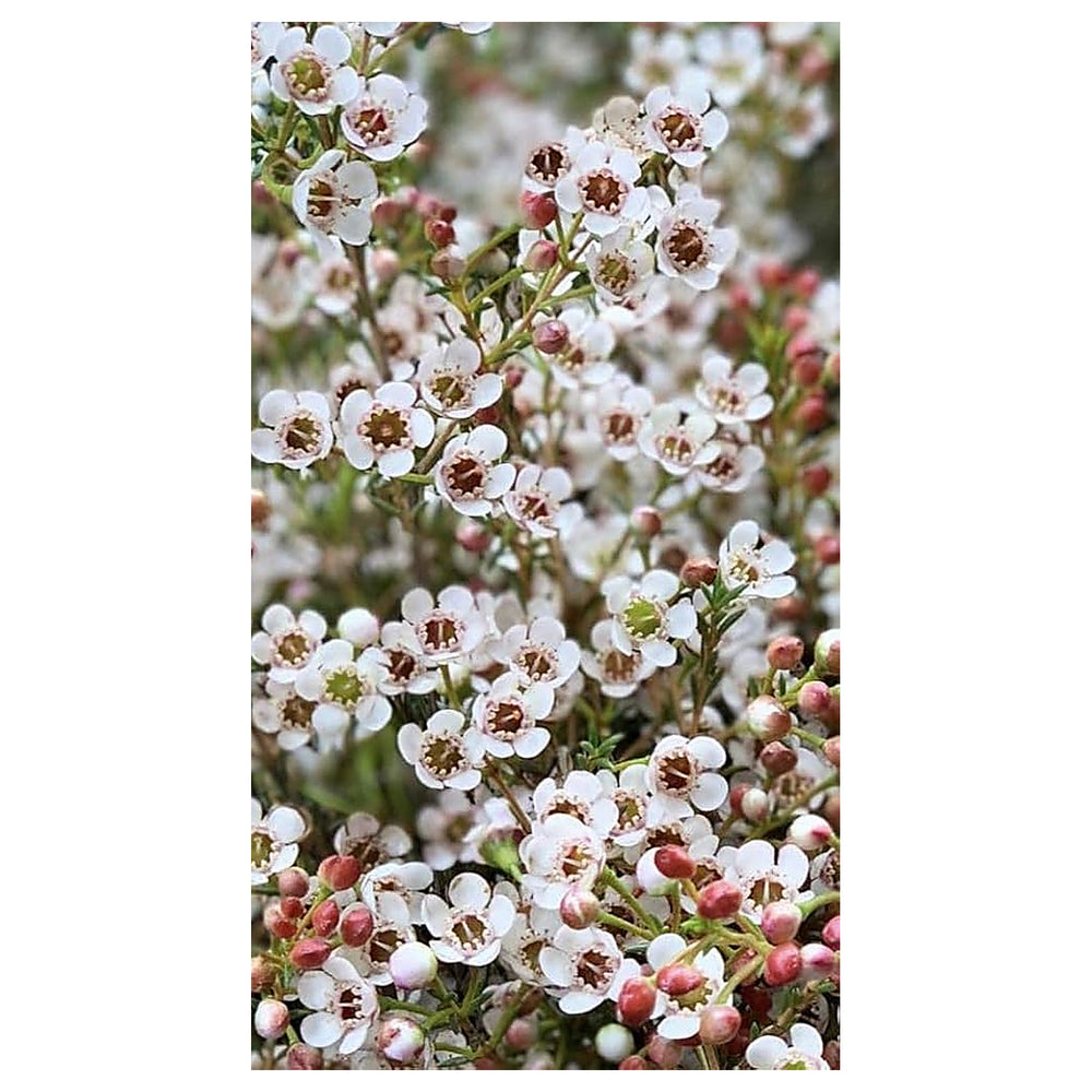 Heirloom Chamelaucium Flower Seeds for Planting – Non-GMO White Blooms, High Germination Organic Garden Seeds | Neera Seeds product photo [neera-v4-869da73270f073f6268d]