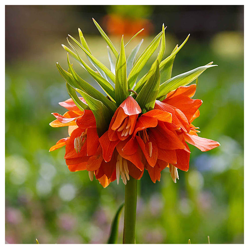 Fritillaria Imperialis Orange Flower Seeds for Planting – Heirloom, Non-GMO, Organic | Neera Seeds product photo [neera-v4-86a761f5ff381c8102ca]