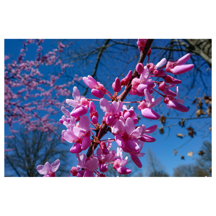Heirloom Non-GMO Pink Cercis Flower Seeds for Ornamental Garden Planting | Neera Seeds product photo [neera-v4-86a84f89fd2134f3e8ff]