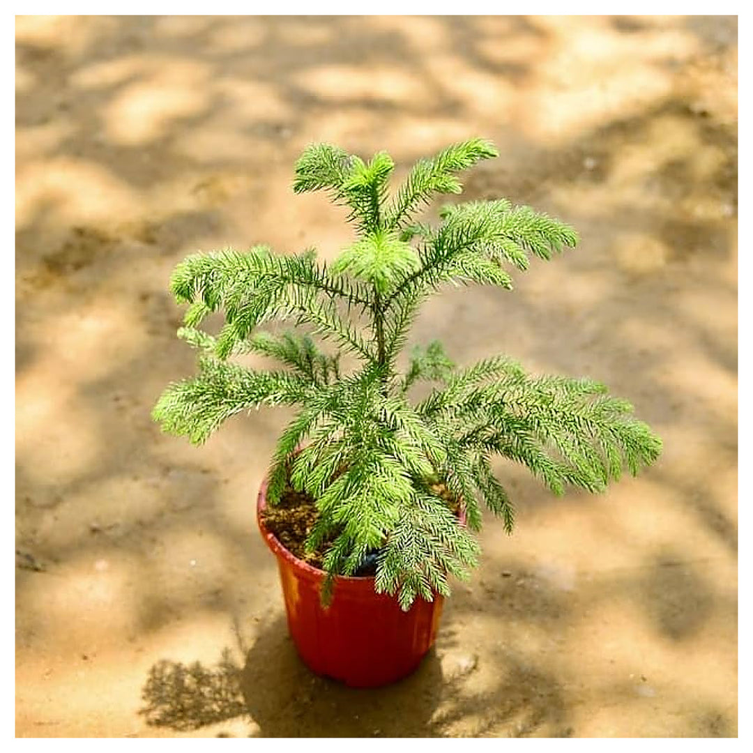 Heirloom Non-GMO Araucaria Flower Seeds for Planting – Rare Evergreen Tree Seeds | Neera Seeds product photo [neera-v4-86b32235baca9cdc198c]