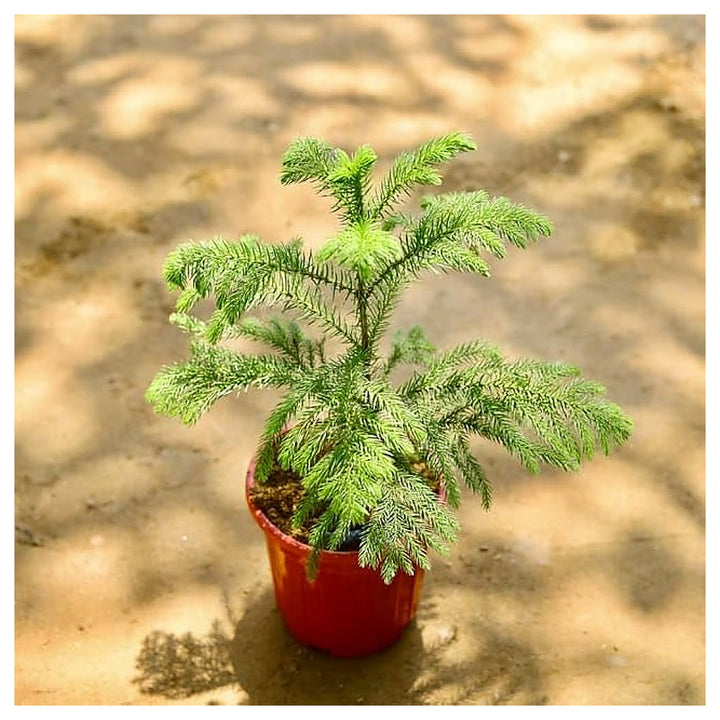 Heirloom Non-GMO Araucaria Flower Seeds for Planting – Rare Evergreen Tree Seeds | Neera Seeds product photo [neera-v4-86b32235baca9cdc198c]