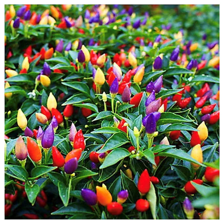 Melrose Pepperoni Capsicum Annuum Pepper For Planting In Vegetable Patch Flower Seeds for Home | Neera Seeds product photo [neera-v4-86cb00d3ff7889a4c09c]