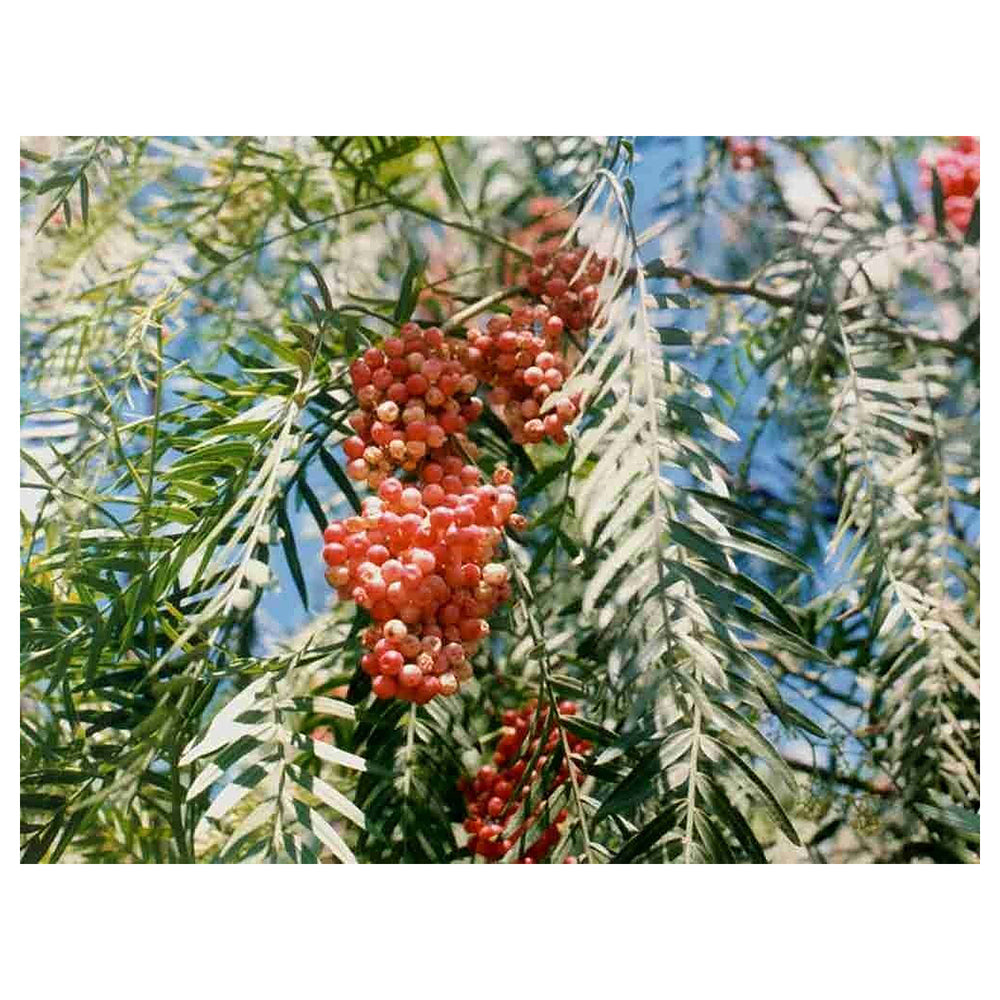 Schinus Molle Fruit Seeds – Heirloom & Non-GMO Seeds for Planting Ornamental Tree with Unique Fruits | Neera Seeds product photo [neera-v4-86ccdda780dc50390a97]