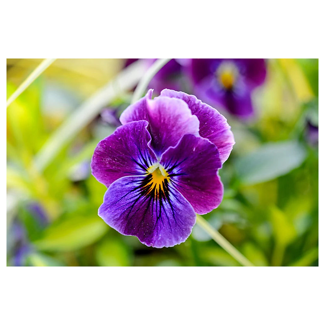 Heirloom Non-GMO Purple Viola Flower Seeds for Spring Planting – Vibrant Blooming Flower Seeds | Neera Seeds product photo [neera-v4-86d073fa8ed7be51da2c]