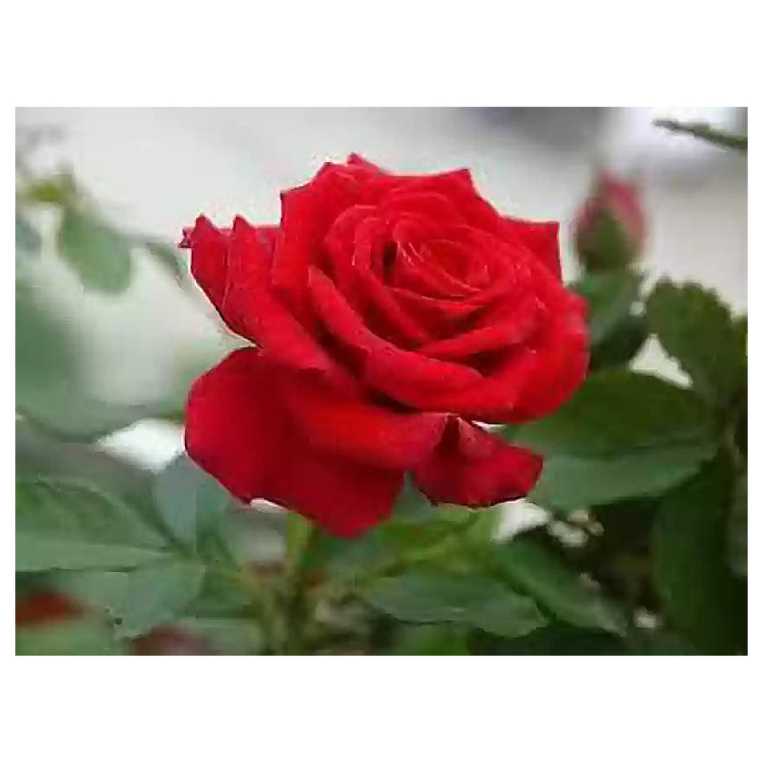 Fragrant Red Rose Plant Seeds for Planting – Heirloom Non-GMO High Germination Organic Garden Seeds | Neera Seeds product photo [neera-v4-86fa0771f8b62e5212b7]