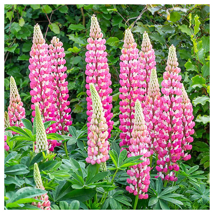 Heirloom Non-GMO Pink Lupine Popsicle Flower Seeds – Tall Spiky Blooms for Garden Planting | Neera Seeds product photo [neera-v4-87061ec266a65c7429fc]