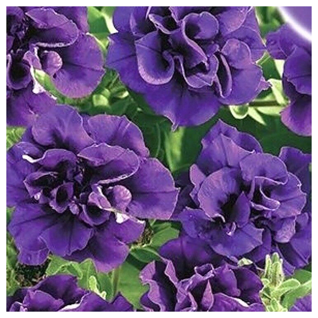 Dark Purple Double Petunia Seeds for Planting – Heirloom Non-GMO | High Germination Organic Garden Seeds | Neera Seeds product photo [neera-v4-870b11b0ee9b9454954e]